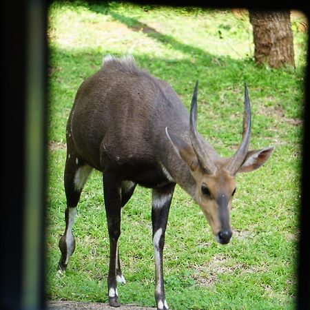 Giraffe Plains Villa Marloth Park Exterior photo