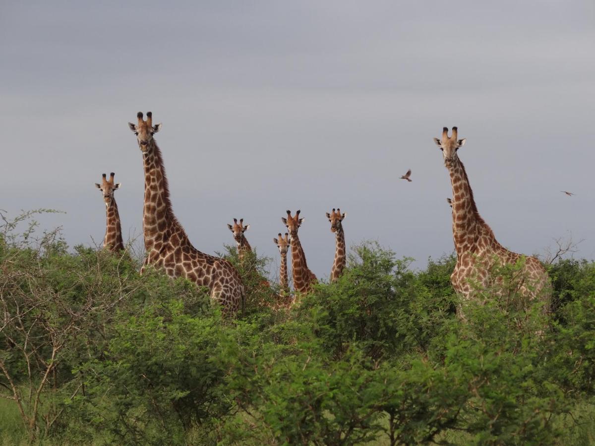 Giraffe Plains Villa Marloth Park Exterior photo
