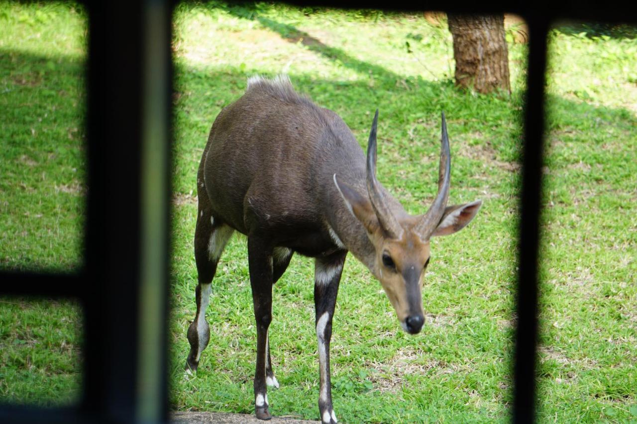 Giraffe Plains Villa Marloth Park Exterior photo